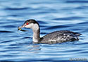 Podiceps auritus